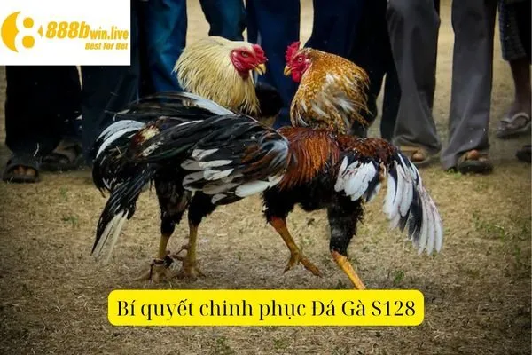 Đá Gà S128 – Trận Đấu Gà Đỉnh Cao Tại S128